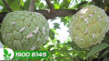 Cách diệt sạch rệp trắng hại cây na | VTC16