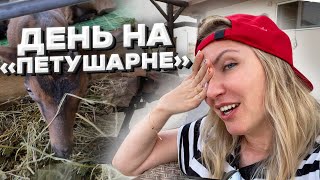 VLOG: Ферма Царевич. Черногория с детьми.