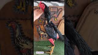 Galo Do Pisca Que Foi Para Teresina Se Destacou A Exposição 2022 Quem Quiser Ver Os Link Estar Na