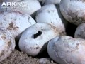 Gharial eggs hatching