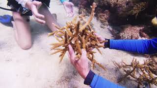 Florida Keys Coral Restoration Efforts Highlighted During World Oceans Day