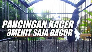 PANCINGAN KACER GACOR BUKA EKOR NGEFLY NGEFLY-ENAK BUAT NAMBAH NAIKIN BIRAHI EMOSIY