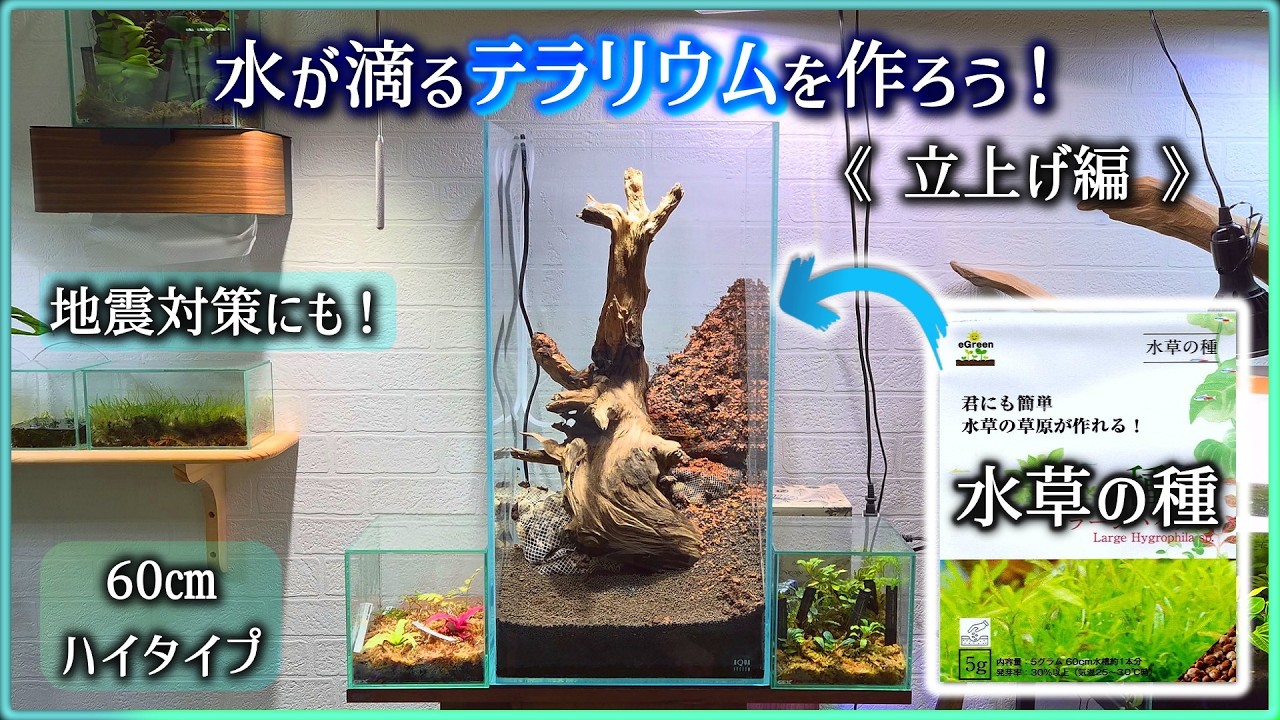 水槽立上げ！流木に水が流れる癒しのテラリウム！