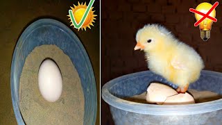 glass incubator hatching result 100% |\/sunlight chicken hatching without bulb \/\/incubator egg