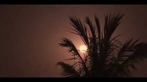 full moon behind tree | stock footage | no copyright video