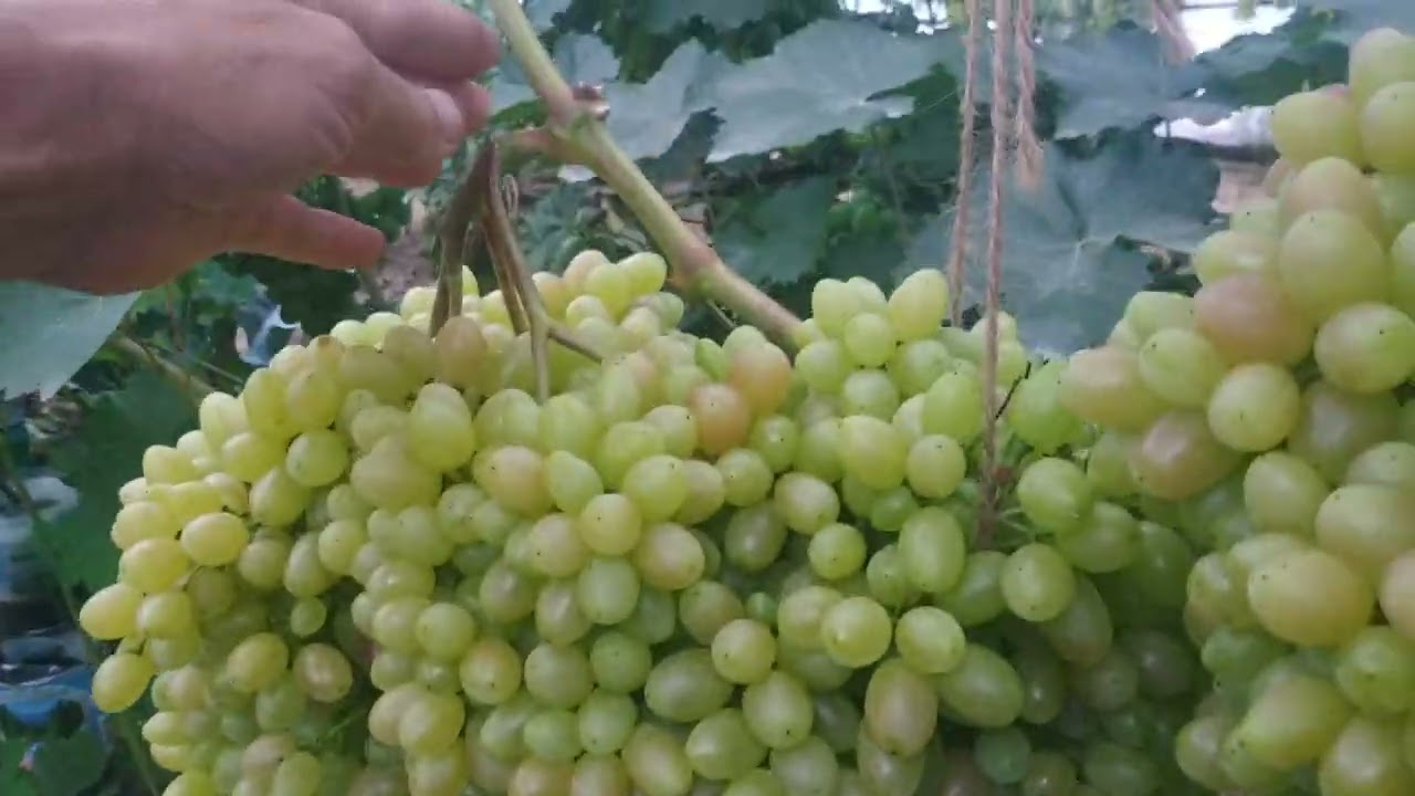 Mennyi levelet hagyjunk a csemegeszőlőink oldalhajtásain ?