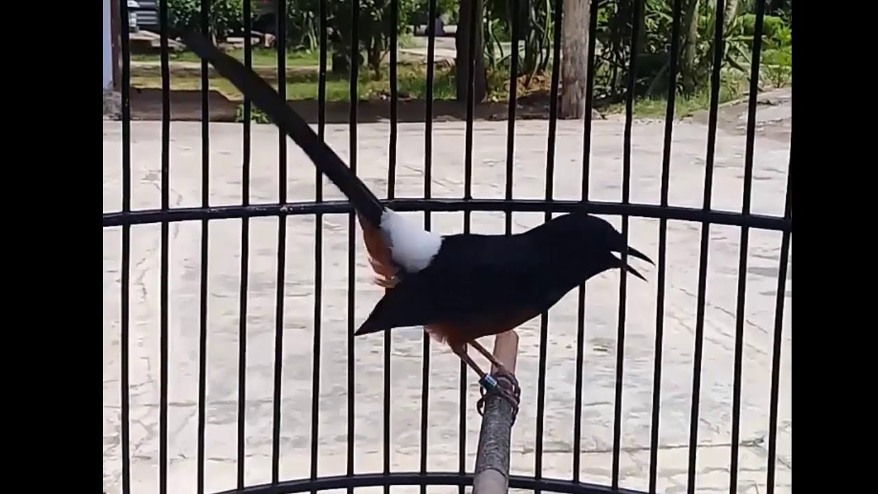 Murai Batu Ekor Kecabut Copot Masih Bisa Produksi Youtube