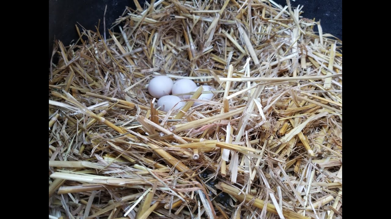 How Our Ducks Lay Eggs YouTube