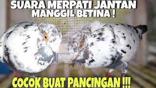 SUARA MERPATI JANTAN MEMANGGIL BETINA COCOK BUAT PANCINGAN