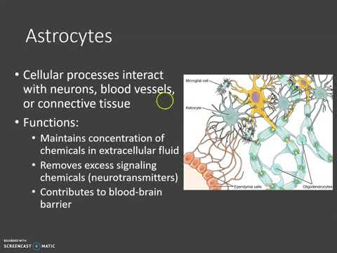 Cells of the Nervous System - YouTube