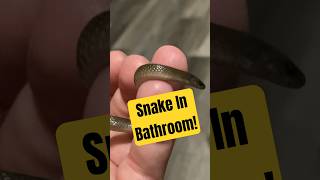 Snake Found In My Bathroom! #snake #reptile