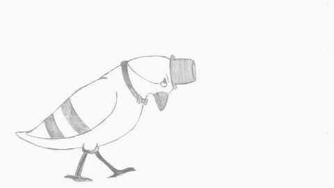 Fancy Pigeon - Walk Cycle