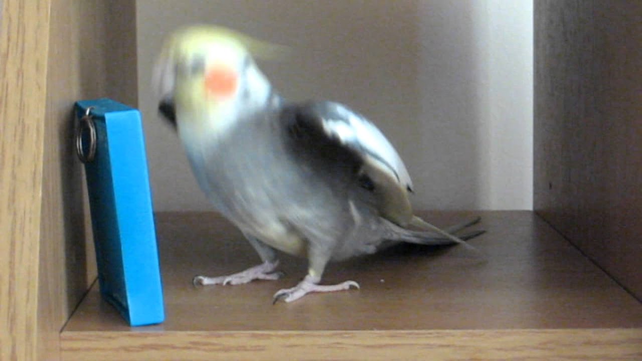 Paco - Funny dancing Cockatiel(Tranquila dance) - YouTube