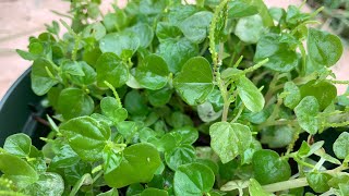 peperomia pellucida - rat ear