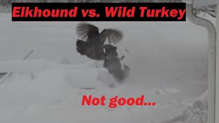 Big snowstorm, Norwegian Elkhound and... turkey?!?!?