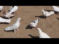 #BAKU #PIGEONS.   Голуби Алиева Октая в Баку!