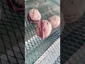 #satisfying wallnuts opening by grilled #asmr #shorts #asmrsounds #delicious