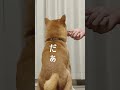 柴犬こむぎの詰め合せ