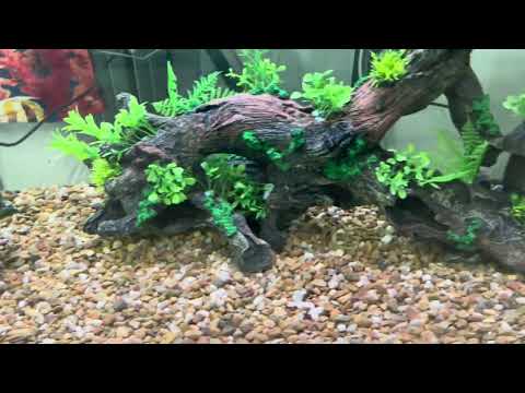 Insane 120 Gallon Aquarium Transformation