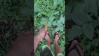 Conversando sobre o Milpa parte 1 #agriculturaregenerativa