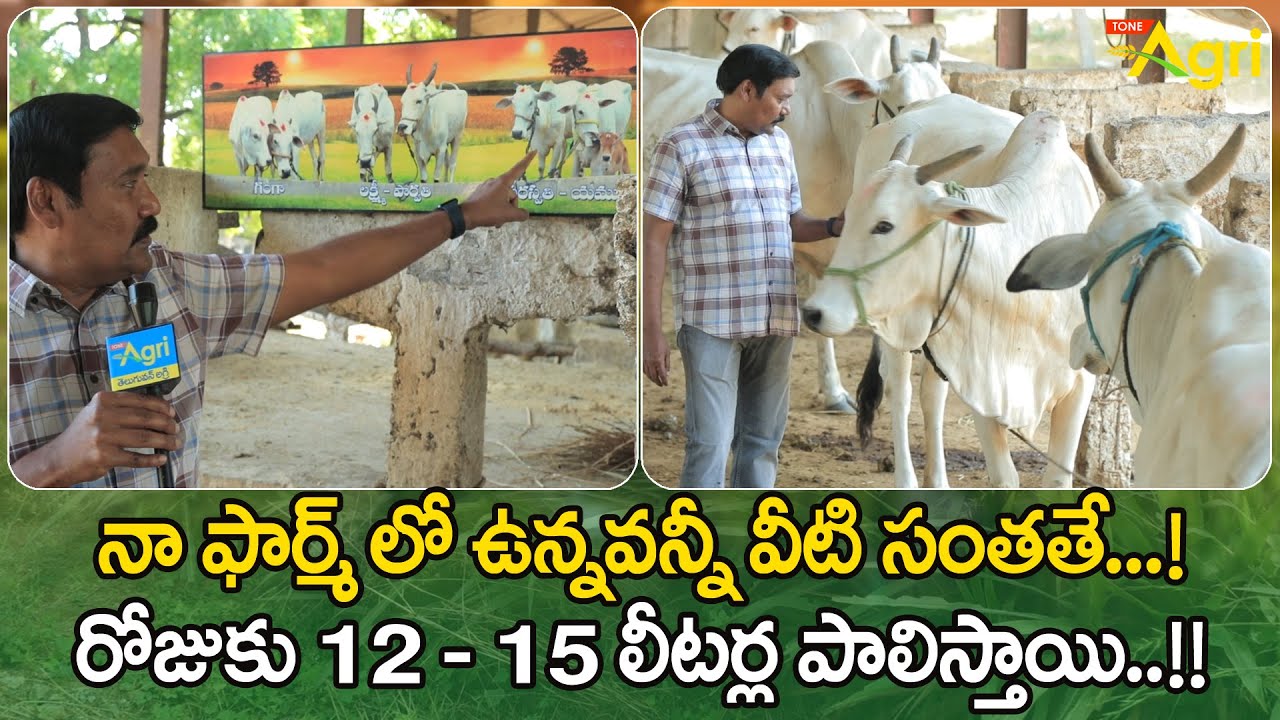 Ongole Cow Farming | నా ఫార్మ్ లో ఉన్నవన్నీ వీటి సంతతే..! రోజుకు 12-15 లీటర్ల పాలిస్తాయి.. Tone Agri