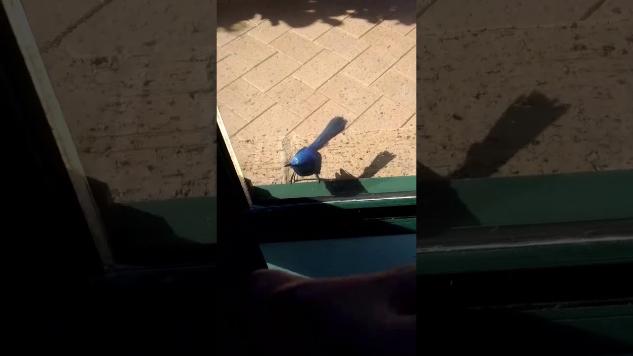 Splendid Fairy Wren Australia 