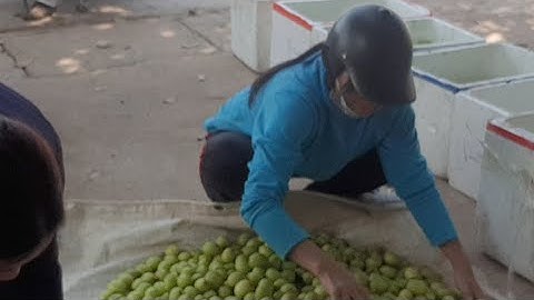 Táo Ngày Rằm Tháng Chạp l Núi Đồi Lục Ngạn