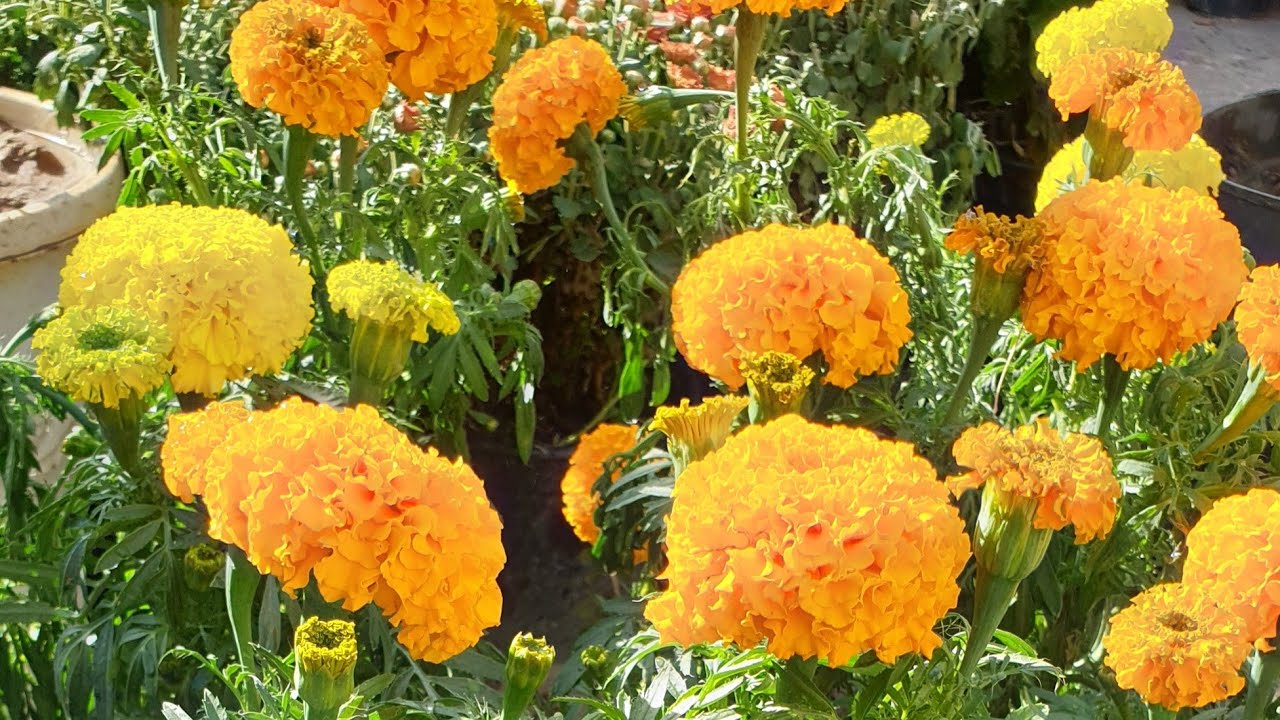 ازهار الجعفري او المخملية