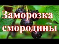 #заморозкаягоды