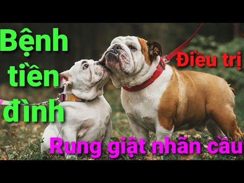 Video: Bệnh Chó Già - Bệnh Tiền đình ở Chó