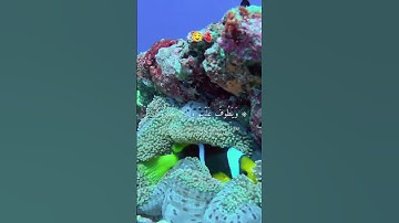 اكتب شيء تؤجر عليه 🤍🫀 #القرآن الكريم.      #ياسر_الدوسري #تلاوة_خاشعة