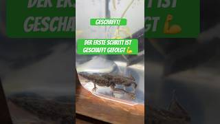 Step 1 Check 💪 Zwergkrallenfrosch Eier #aquaristik #zucht #frosch