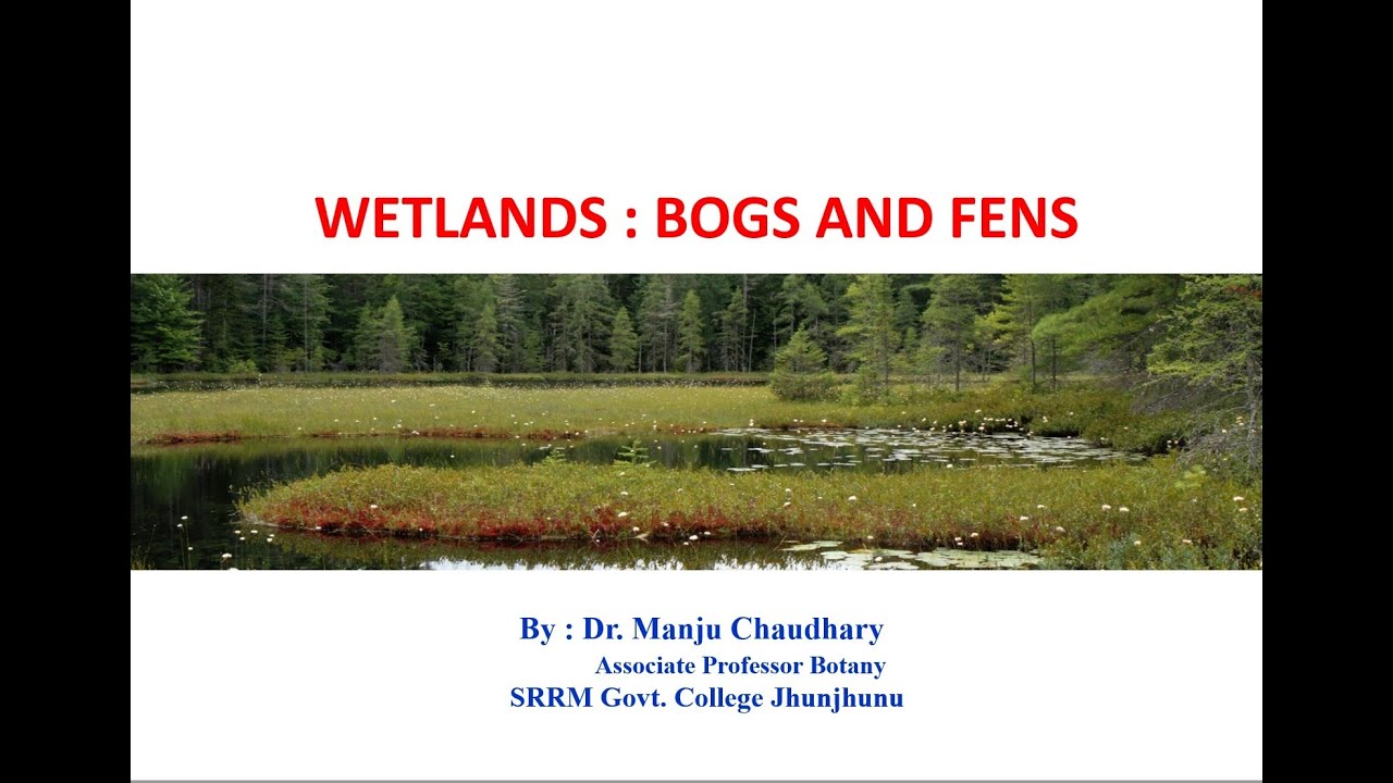 WETLANDS BOGS AND FENS BY DR. MANJU CHAUDHARY YouTube