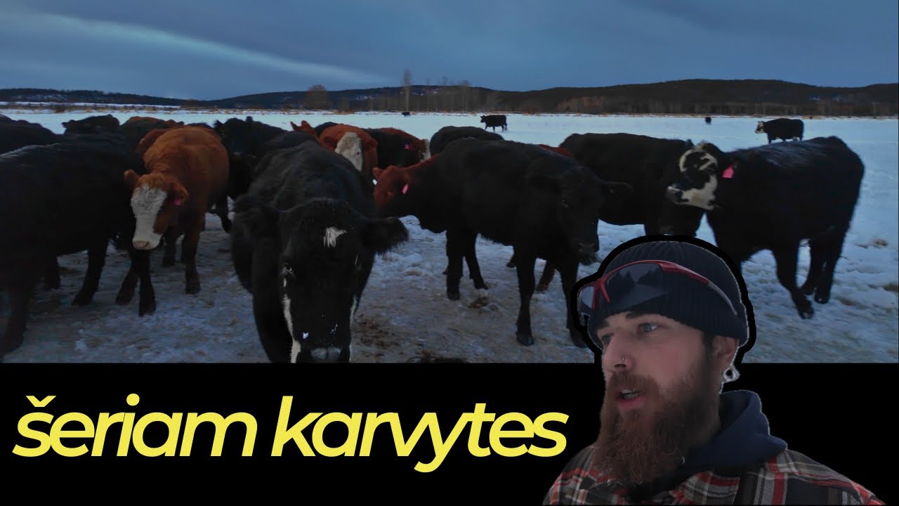 #35 Kanada – Šeriam karvytes / sulūžo priekaba galutinai😭🥶-22