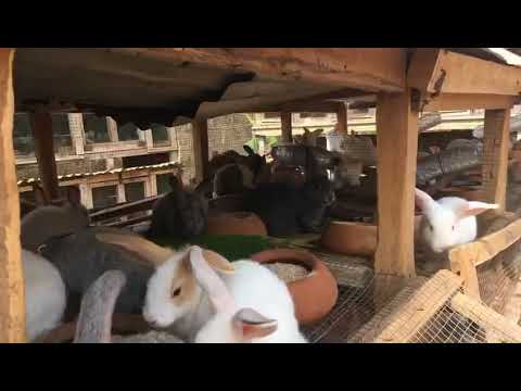 Rabbit farming in Ghana