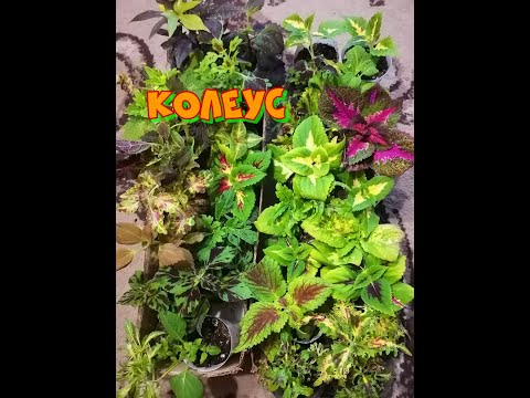 КОЛЕУС))Как сделать красивый пушистый куст)) Прищипнуть?Распушить? Или углубить? Выбираем варианты))