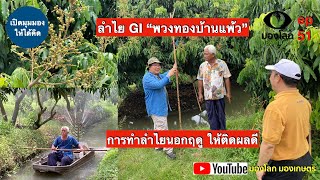 ลำไย GI “พวงทองบ้านแพ้ว” การทำลำไยนอกฤดู ให้ติดผลดี | มองโลกมองเกษตร ep51