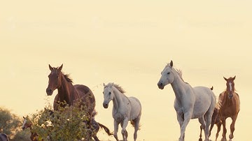 Horses running on a grass field