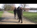 TopTip voor als je gaat wandelen met je paard - Het effect van deeldoelen