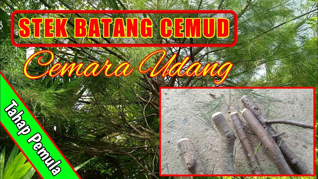 STEK BATANG CEMARA UDANG | TAHAPAN UNTUK PEMULA - Casuarina Equisetifolia