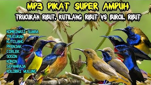 suara pikat trucukan ribut kombinasi kutilang ribur dan burcil ribut