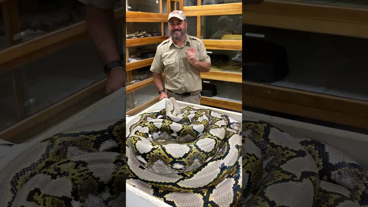 Giant SNAKE BITE 