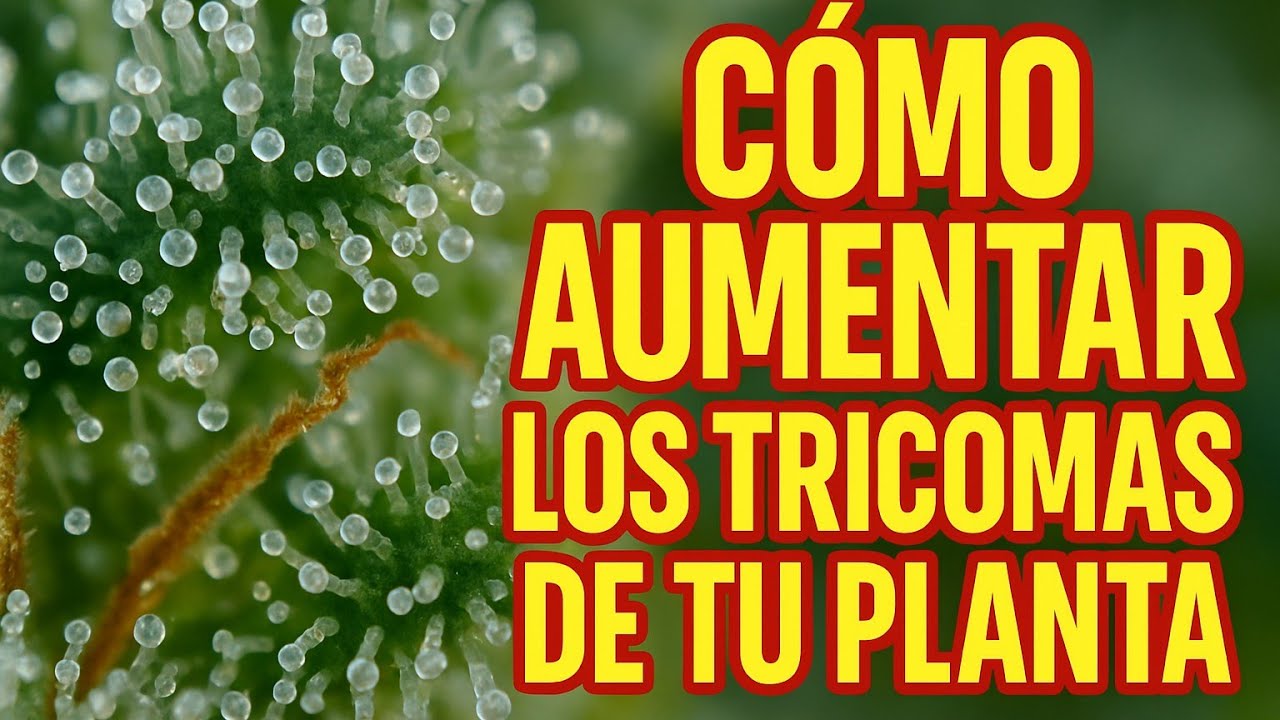 COMO AUMENTAR LOS TRICOMAS DE TU PLANTA 💎