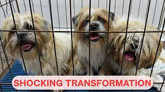 No One Pays Me to Groom Pets...Here's Why