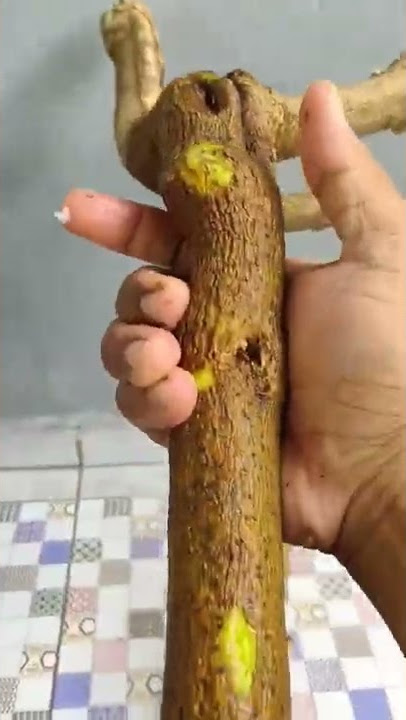 Stek batang besar? Oleskan aloe vera, dijamin 3 minggu langsung tumbuh AKAR! #bougenville #singapore