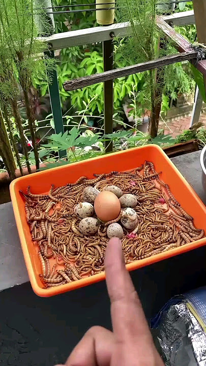 Mesin Sedot Telur Diantara Telur Puyuh Dan Banyak Ulat 😱😱😱