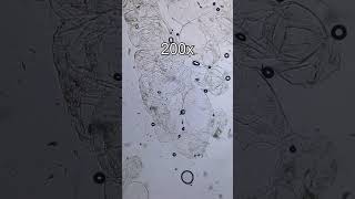 Strawberry under a microscope! #science #experiements #microscope