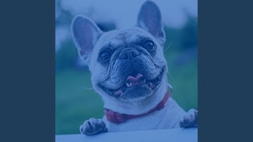 Pulsating Ambience for Happy Puppies