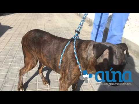 Vídeo: Tumor Cerebral (astrocitoma) Em Cães