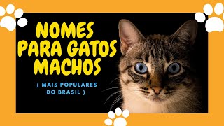 Nomes para gatos  MAIS POPULARES DO BRASIL  #nomesdegatos